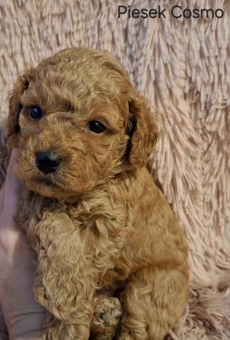 Śliczne Maluszki Pudel red toy/miniatura