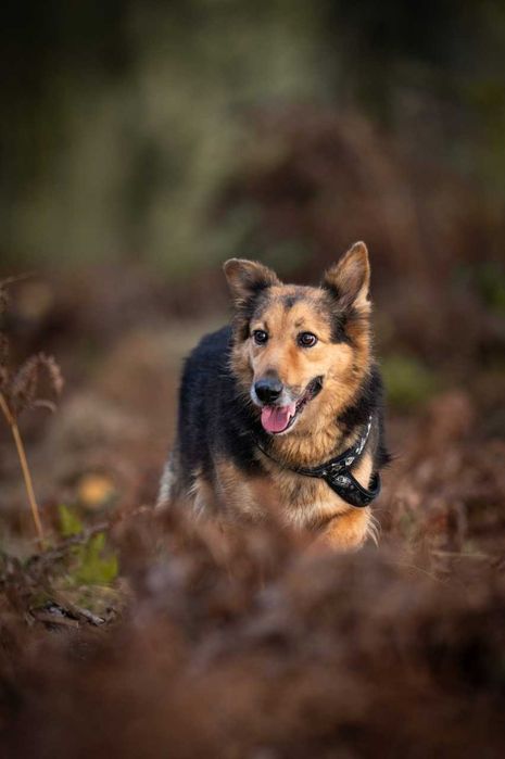 Hela - prześliczna suczka w typie owczarka ADOPCJA