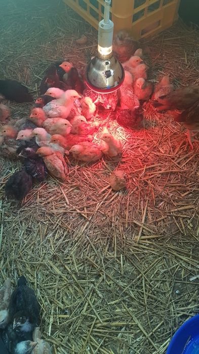 Kurczaki 8 tyg. Rosa