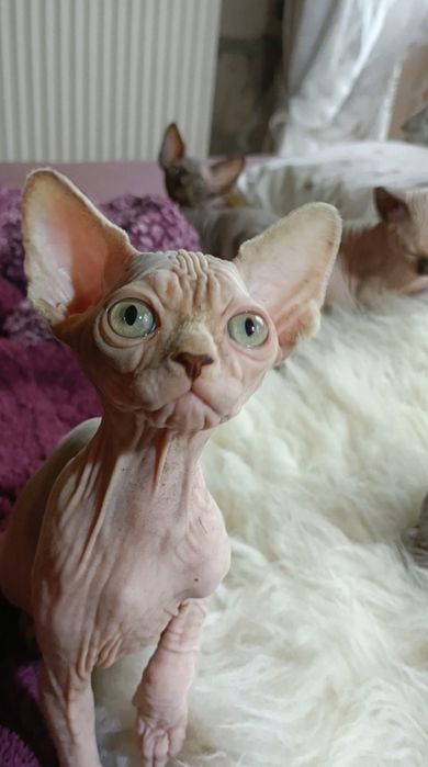 Dziewczynka o nietypowej urodzie