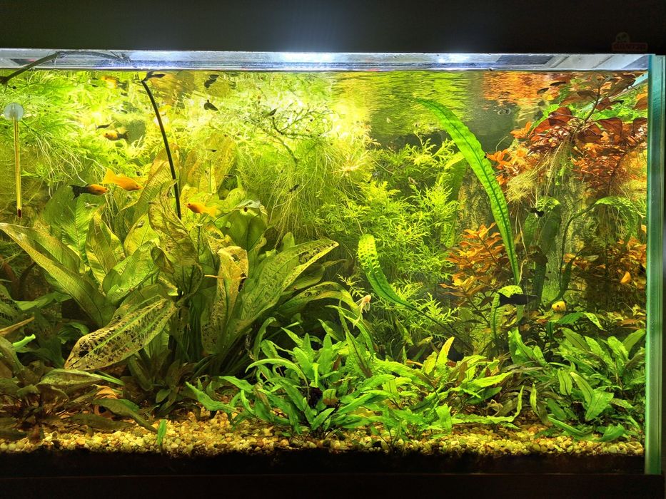 Rosliny akwariowe