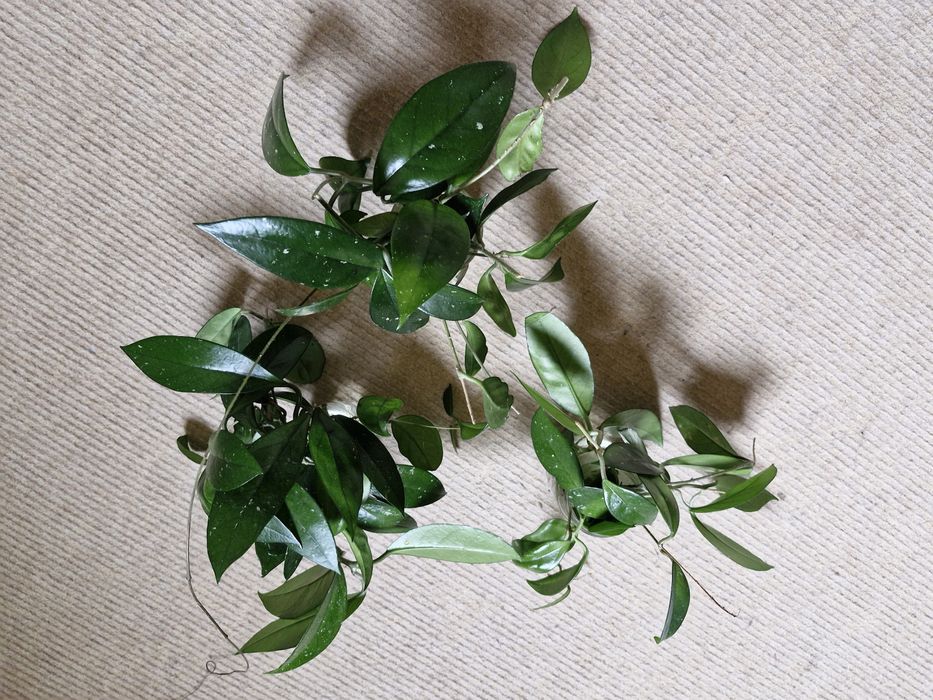 Peperomis, epipremnum,  hoja...