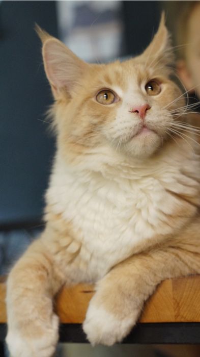 Kocur Maine coon