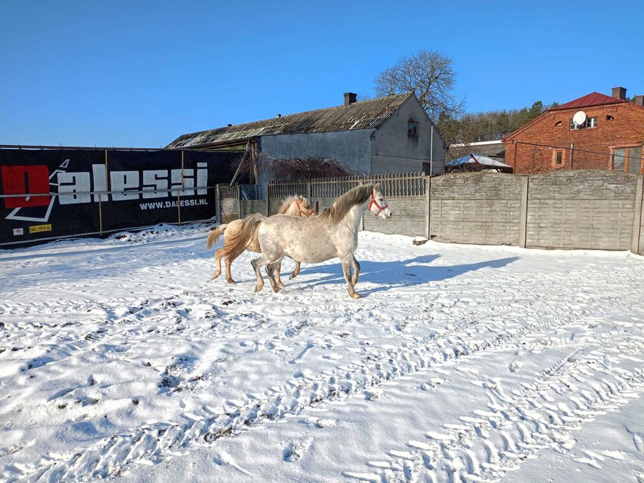 Sprzedam kuc kuce walijski klacz źrebak