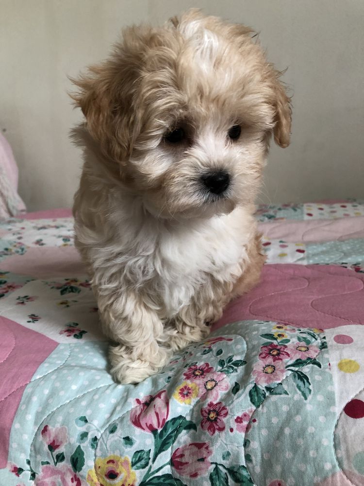 Maltipoo suczka po pudel toy do odbioru