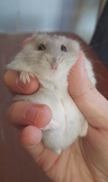 Хомячки джунгарики