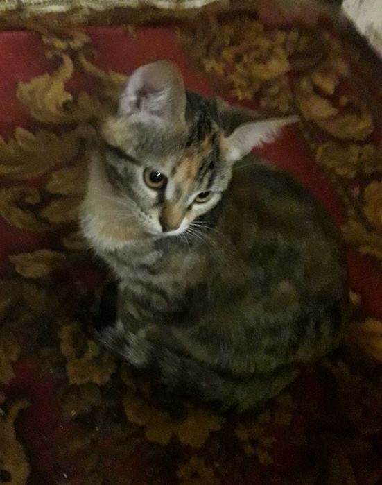 Котенок ищет свою маму