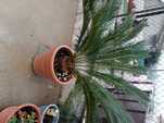 Relva graminha brasileira e outras plantas