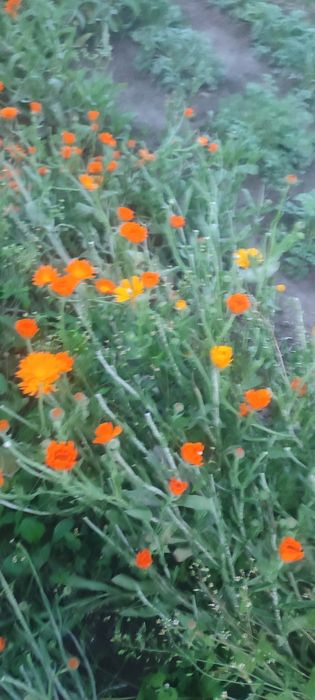 Naturalne mydełko nagietkowe