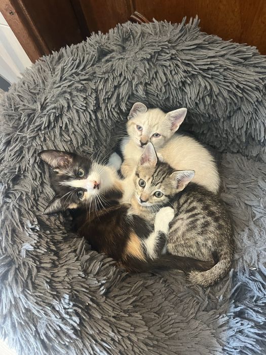 Gatinhos para Adoção
