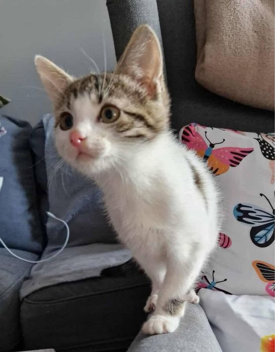 Lulu kotka do adopcji