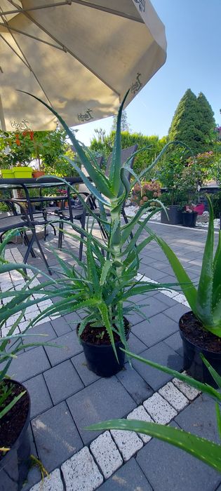 Aloes drzewiasty i aloe vera