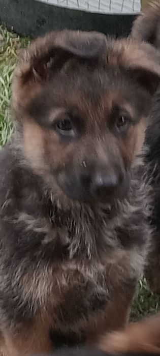 Німецька вівчарка