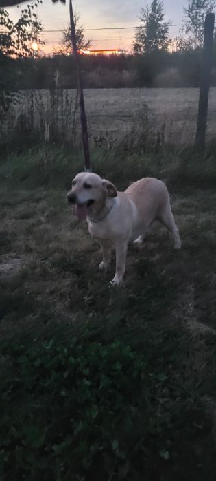 Labrador suka dorosła.