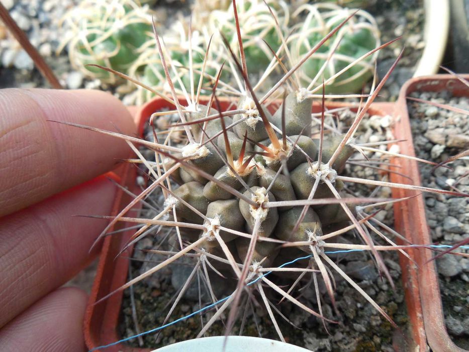 Gymnocalycium michoga