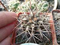 Gymnocalycium michoga