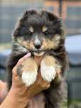 Suczka tricolor owczarek szetlandzki sheltie