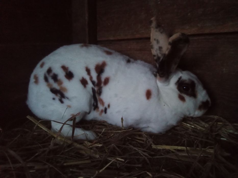 Rex trójbarwny samica