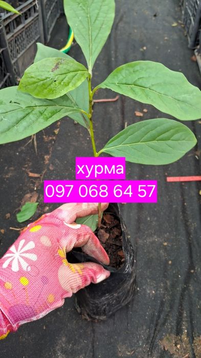 Хурма саджанці від 10 шт . У горщіках.