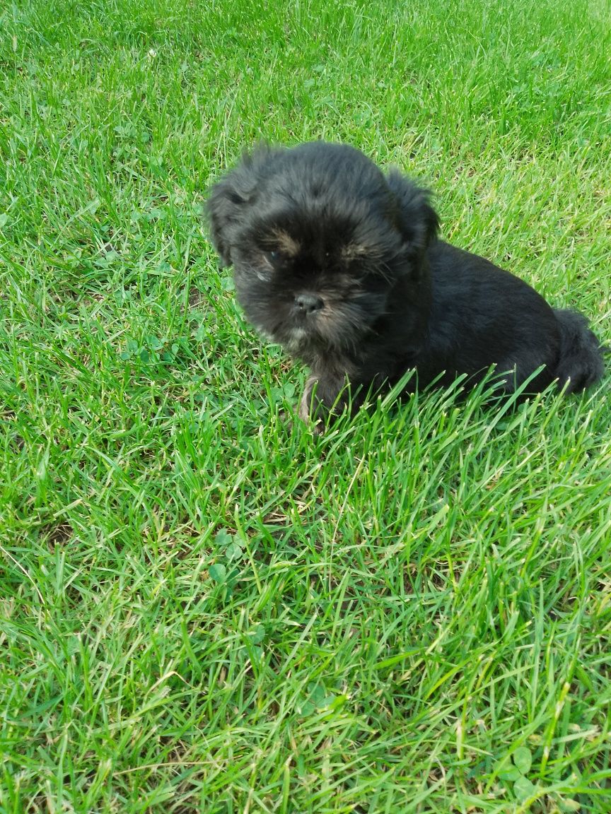 Shih tzu - piesek