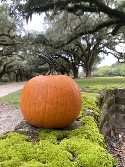 Семена тыкв гарбузів Baby Boo, Tiger Stripes, Sweet Dumpling, Тюрбан