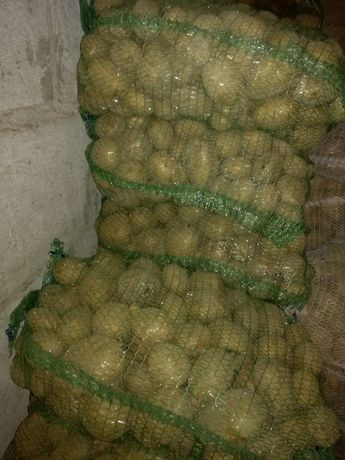 ziemniaki vineta tajfun