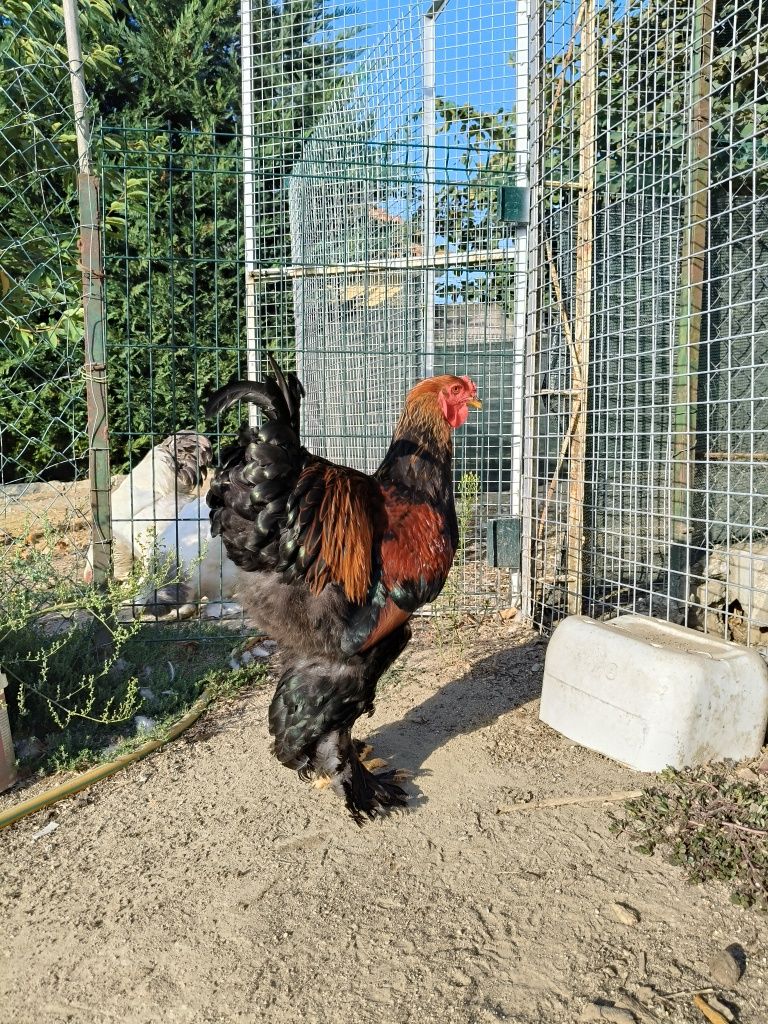 Brahmas várias cores