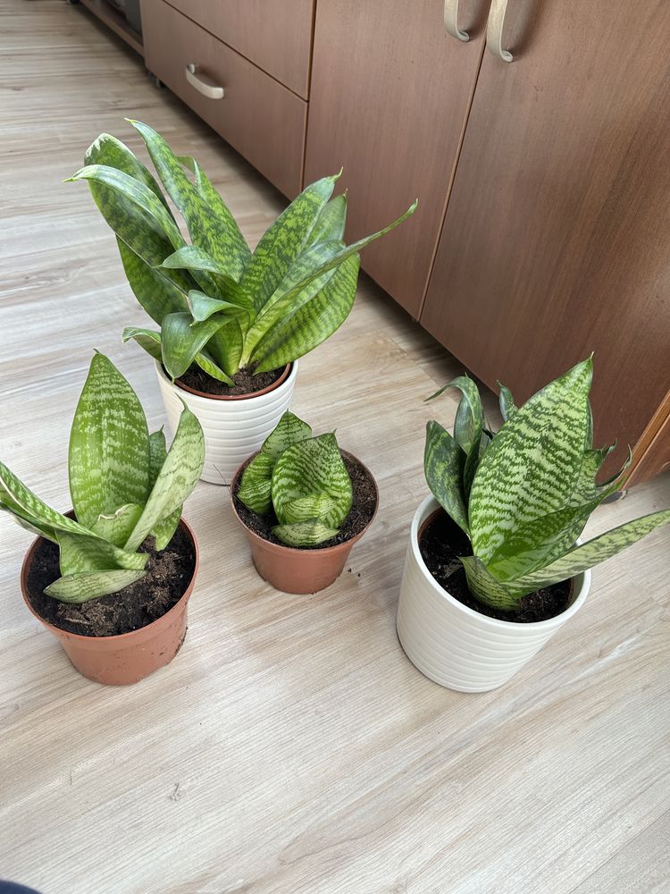 sansevieria kwiat domowy
