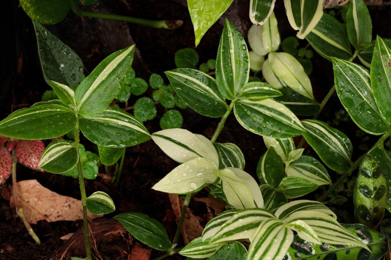 Terrarium paludarium gekon orzęsiony