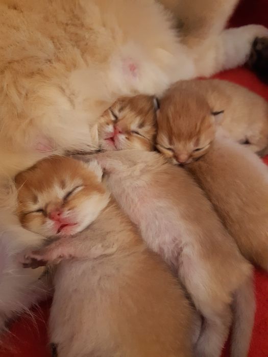 British  Shorthair Golden e silver