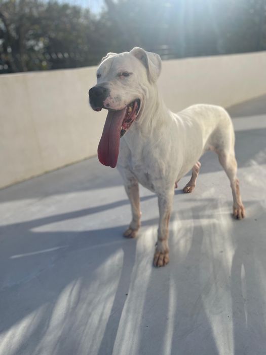 Dogue Argentino, Fêmea para adoção (kira)