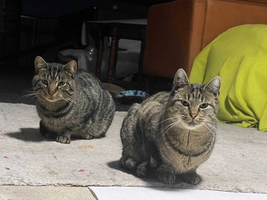 Pilnie szukamy DOMU TYMCZASOWEGO. Opłacimy wszystko!