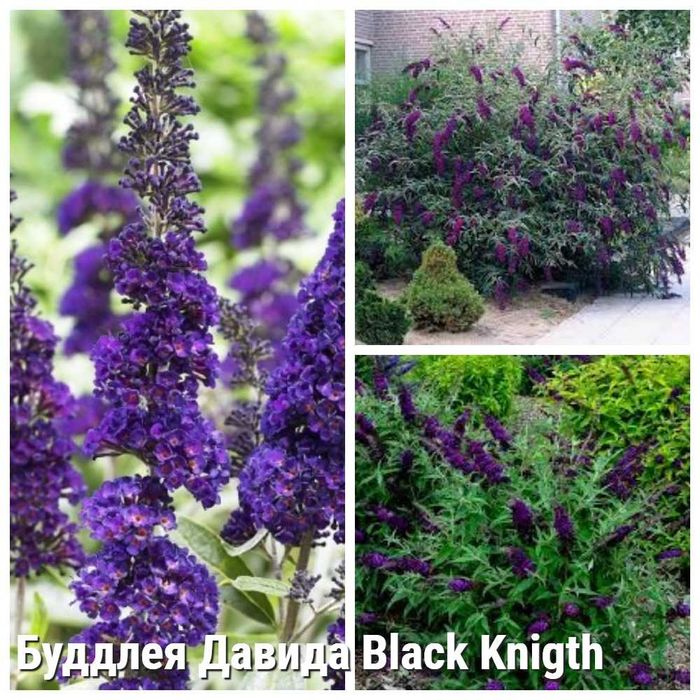 Буддлея Давида Black Knight, Sugar Plum, біла