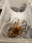 Samiec pterinochilus murinus usambara adult 27.03