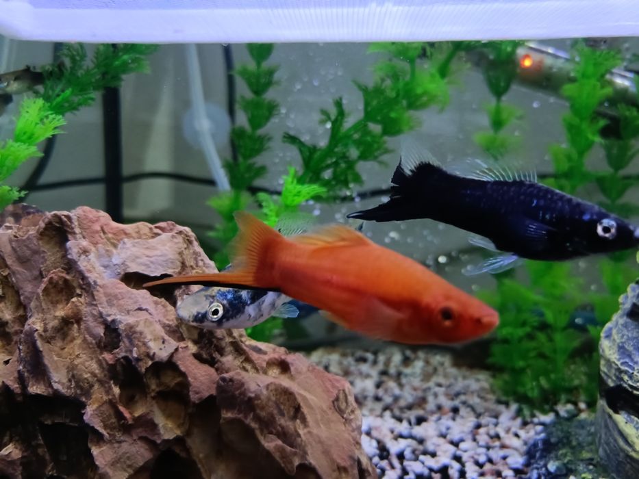 Vendo ou troco 2espadas machos e 1 platy macho