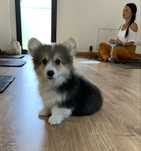 Fluffy welsh corgi pembroke
