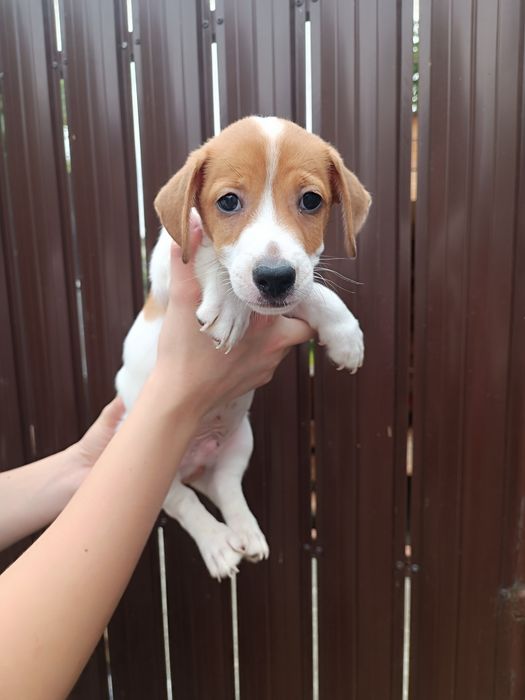 Одесский парень Джек Рассел