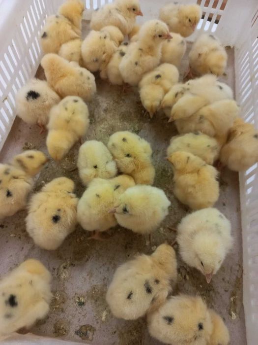 Бройлер добовий кобб, росс