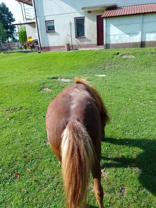 Klaczka kucyk sprzedam lub zamienię