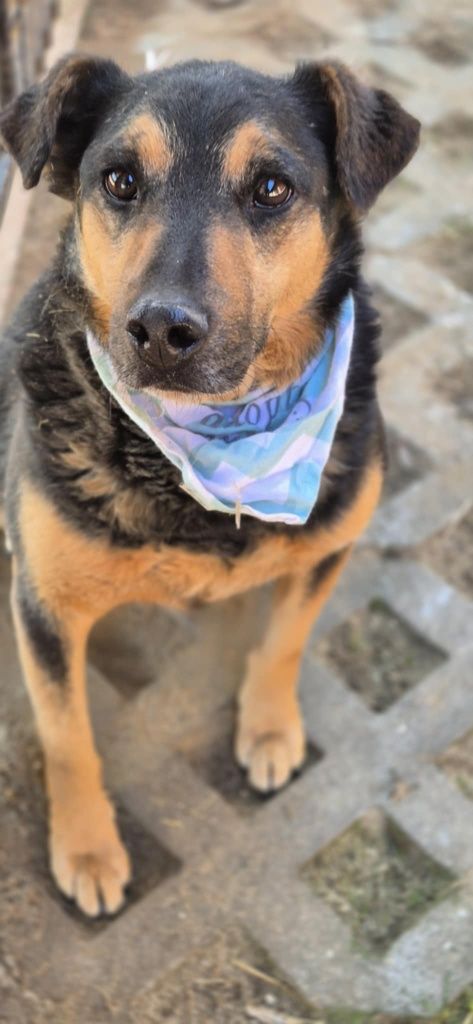 Radosny psiak do adopcji