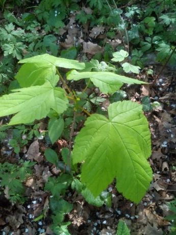 Продаем саженцы клена,граба,бука,дуба