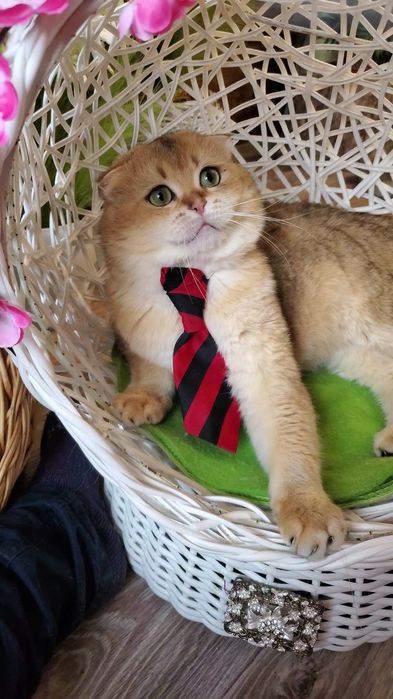 Нежные и ручные котята,  малыши золотая шиншилла.