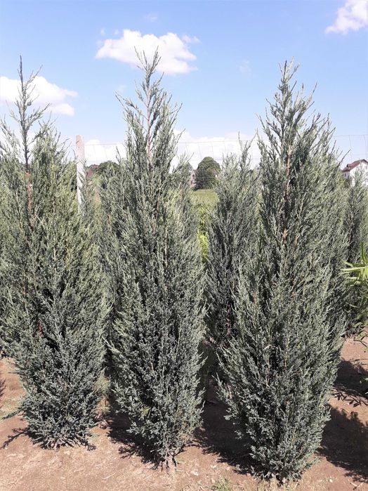 Jałowiec skalny 120,140,150,180 cm! Sadzimy! Nasz Dowóz! Blue Arrow!