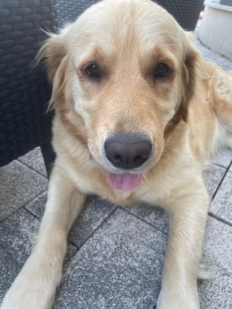 Oddam w dobre rece Suczke golden