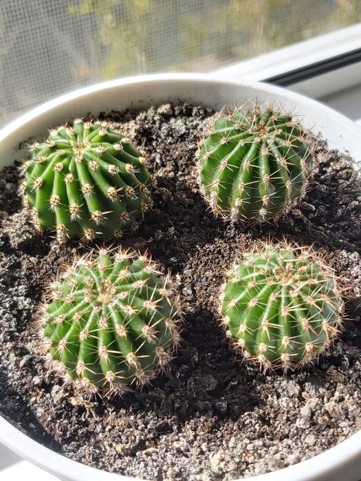 Єхінопсис кактус