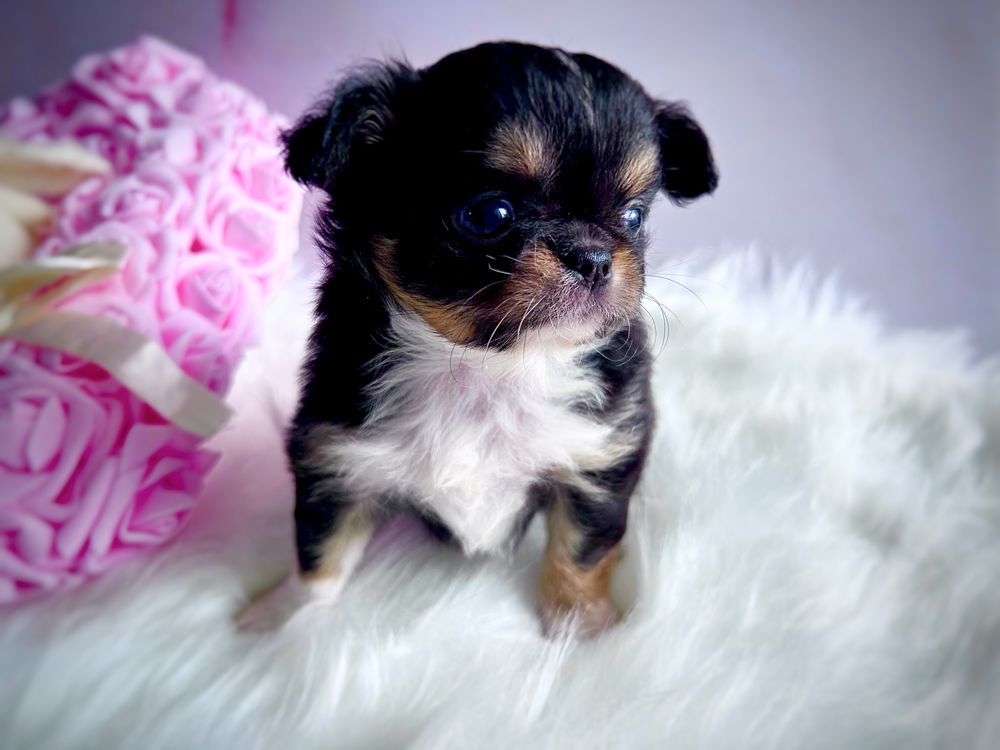 ***Śliczna długowłosa dziewczynka chihuahua tri color***