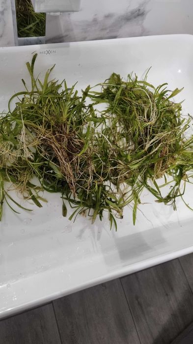 Strzałka Wodna - duża ilość