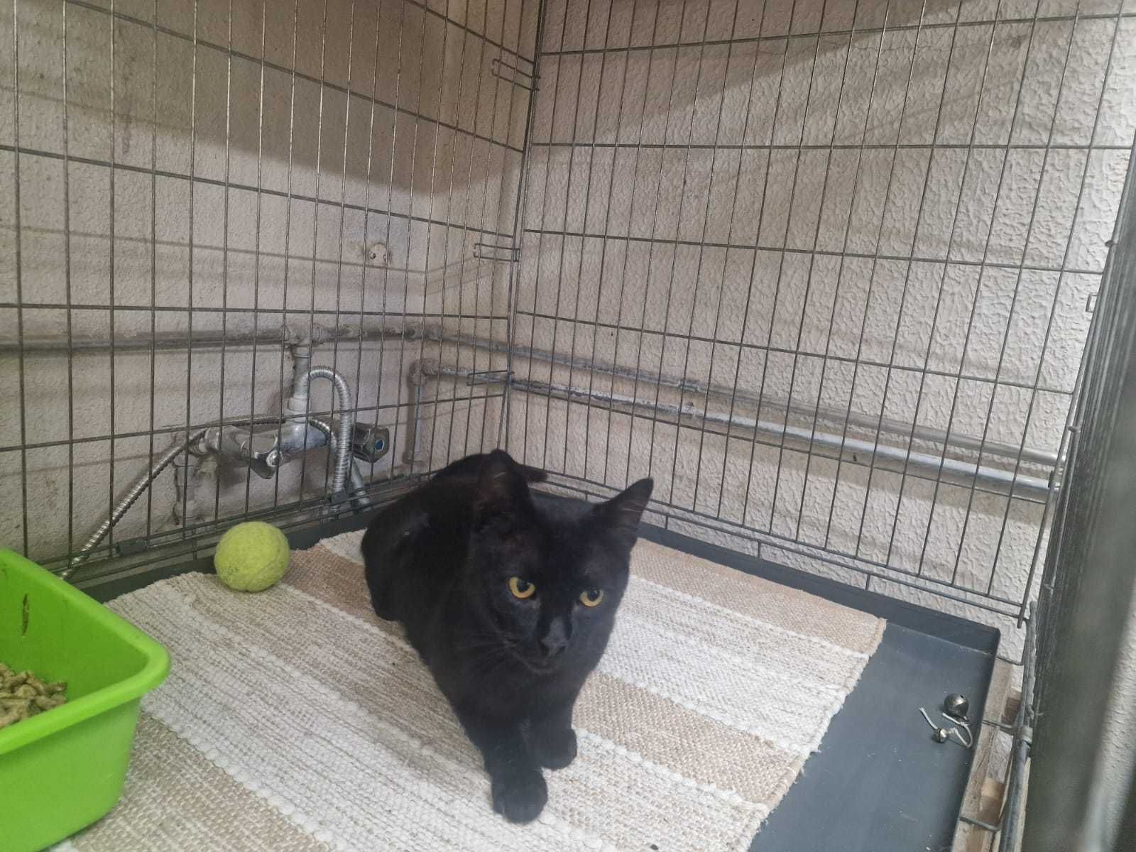 Gatinho para adoção consciente