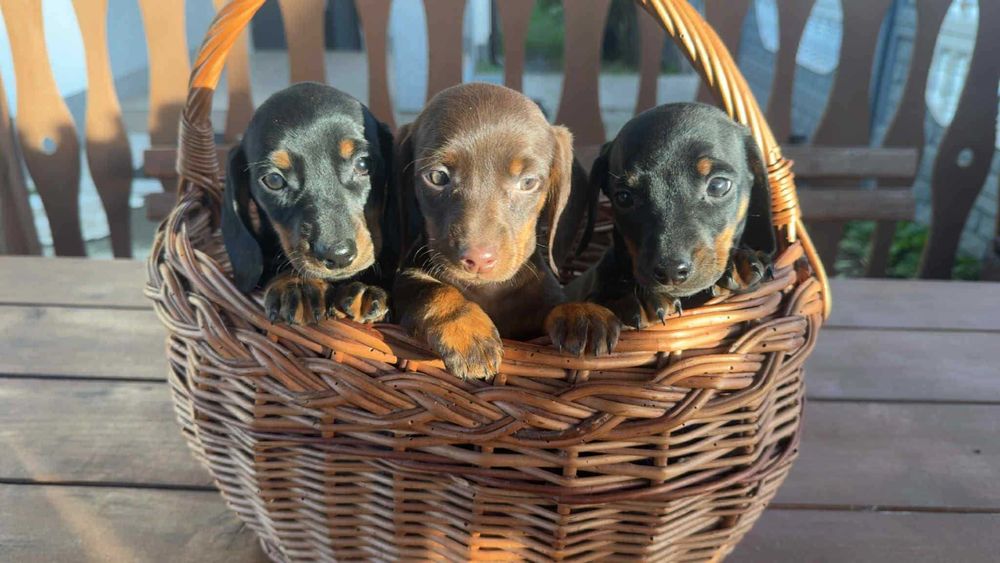 Jamnik krótkowłosy biszkoptowy czarny podpalany