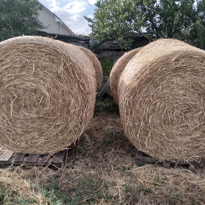 Продам сено,  сіно суданки